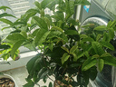 德沃多天堂鸟专用植物营养液500ml花卉盆栽花肥料有机肥大型绿植叶面肥 实拍图