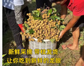 甜萌果蔬【顺丰/jd】新鲜龙眼 送人礼品 储良石峡新鲜桂圆水果送礼 5斤 精选装【储良龙眼】净重4.5 实拍图