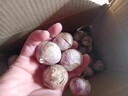 鑫意紫皮独头蒜种子红皮大蒜头蒜米蒜苗出蒜苔蒜子蔬菜种子大头蒜种子 粒粒饱满约200粒 实拍图