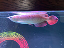 马印马印神灯龙鱼灯专用水族箱灯三基色增色灯水草鱼缸灯 led灯防水 马印增艳神灯PLUS(142CM-45W) 实拍图