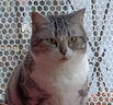 玫斯猫粮（metz）幼猫/成猫猫粮猫全猫粮增肥奶糕英短美短全价美毛 升级款成猫（6.8KG） 实拍图