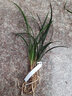 华香园春兰老八种【万字】兰花苗 幽香型 不带花苞办公室内盆栽 万字 一棵3苗 不带花苞 裸根发货 实拍图