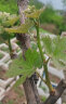 尔澜当年结果大苗自然无核葡萄树苗耐寒耐热露天庭院阳台种植葡萄苗 晒单实拍图