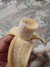 广西小米蕉小香蕉自然熟迷你香蕉苹果蕉小芭蕉新鲜水果特产鸡蕉 小米蕉 1斤 泡沫箱打包 实拍图