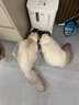 POPOCOLA宠物电热毯恒温加热冬季猫咪狗狗电褥子猫窝取暖器恒温加热垫小型 防水恒温电热毯M【65*50】 实拍图