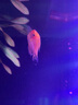 CRAZY PLANT曼龙鱼活体观赏鱼活体热带好养耐活淡水冷水招财风水水族小金鱼苗 精品黄曼龙5-6cm 3+1 实拍图