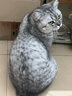 美滋元成猫猫粮 三文鱼味成猫粮全猫咪通用天然粮全价猫粮 【全价全期】牛肉猫粮2.5kg 实拍图