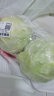 京百味圆白菜（大头菜）1.5kg 实拍图