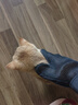 HELLOJOY宠物狗狗猫咪梳子撸毛手套洗澡刷神器猫毛狗毛去浮毛按摩用品1双 实拍图