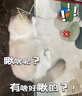 KimPets猫玩具自嗨解闷消耗体力老鼠逗猫棒猫运动电动自动逗猫球猫咪用品 蓝橙色 实拍图