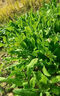 肉总管菊苣种籽大叶多年生耐寒耐旱猪牛鱼鸡鸭鹅爱吃的养殖四季牧草种子 将军菊苣净籽150克 实拍图