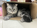 lorde里兜 猫条猫零食湿粮鸡肉味三文鱼味金枪鱼味鸡肉扇贝味 混合口味20条 实拍图