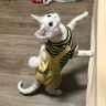 华元宠具（hoopet）猫咪衣服宠物猫猫四脚防掉毛小猫衣服春季薄绒幼猫无毛猫可爱服装 【薄绒】黄色四脚背带裤 L：胸围45cm(建议7-10斤） 实拍图