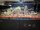 憨憨乐园乌龟晒台巴西龟晒龟台造景龟箱爬梯水族箱鱼缸龟缸爬宠用品白大 实拍图