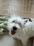 爱丽思（IRIS）狗围栏宠物笼子狗狗木质狗栅栏猫咪护栏大型犬泰迪用品 XL号茶色【加长加高款】 笼顶需加拍 实拍图