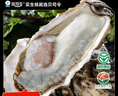 贝司令 鲜活乳山生态生蚝7XL 净重9斤 9-12只 生鲜源头直发 中秋聚餐  实拍图