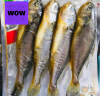 三都港 冷冻三去小黄花鱼500g 深海鱼 生鲜 鱼类 海鲜水产 烧烤食材 实拍图