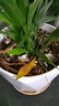 美乐棵 天南星科营养土养花花肥园艺种植土花土肥料盆栽绿植专用土壤8L 实拍图