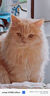 憨憨乐园狗梳子猫梳子猫狗毛梳清理器梳毛刷猫咪梳毛器宠物狗狗刷毛浮毛ZD 实拍图