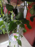 火月亮 欧式花架铁艺多层阳台花架子室内绿萝花盆架子吊兰多功能地面 白色(103CM) 实拍图