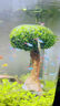 旺园兴鱼缸造景树定植树沉木活体装饰水草无需底沙鱼缸造景增氧莫斯植物 高10cm左右(蘑菇头直径5cm) 实拍图