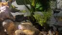 异景园鱼缸水族箱造景水榕沉木活体水草淡水无土植物后景真水草净水增氧 双头大叶榕沉木 实拍图
