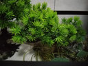 佳第（JUDEET）家里的装饰品摆件仿真迎客松客盆景办公室摆件新中式绿植厅玄关装 白瓷+迎客松 实拍图