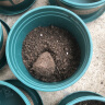 顾致营养土通用型家用种植土室内养花种菜土盆栽绿植花卉多肉土兰花土 通用营养土20斤(实收19-20斤) 实拍图