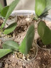 欧悟 蝴蝶兰花苗盆栽室内观花植物桌面阳台年宵花卉四季开花绿植花卉 粉黛丽蝴蝶兰+透明原盆+原土 实拍图