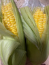 新鲜甜玉米水果玉米甜脆金银玉米棒可生吃爆浆蔬菜营养早餐代餐 新鲜黄金水果玉米2斤 实拍图