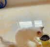宝诺滋无谷鲜肉全价猫粮成幼猫全品种全期主粮通用试吃猫干粮 三文鱼鲜鸡肉【45%粗蛋白】3斤 实拍图