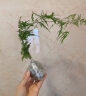 轩林美 绿植花卉懒人盆栽 多肉植物植物盆栽植物绿植办公室绿植 文**竹1棵【不含盆】 实拍图