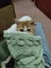 嬉皮狗（hipidog）宠物冬天毛毯猫毯子猫咪狗狗毯子小被子猫窝猫垫子保暖用睡垫地垫 暖冬绿 S：36*50cm 实拍图