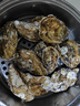 鲜京采 鲜活生蚝3XL 净重5斤 13-18只 鲜活到家 生鲜海鲜 源头直发 实拍图