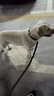 獒少保狗绳狗链牵引绳狗链子大中型犬遛狗绳金毛带项圈宠物狗狗外出用品 黑色 XL码 建议60-120斤内 实拍图