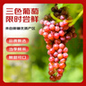 京鲜生 新疆三色葡萄净重3斤无核白无籽玻璃翠马奶提子源头直发 实拍图