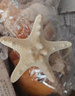 Aseblarm天然海螺贝壳标本摆件海星手工diy工艺品水族箱鱼缸装饰造景套装 1个天然海星250克贝壳海螺+手拎袋 实拍图