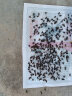 达豪 苍蝇贴50张粘蝇纸板胶家用灭蝇神器粘虫板强力诱捕器 实拍图