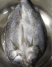 仙泉湖三去白蕉海鲈鱼1kg*1条净膛冷冻刺少肉厚地标海鲜水产 实拍图