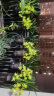 索尔诺 悬挂花架阳台多肉架装饰架创意简约花盆挂架绿萝户外花架 三只装-黑色【托底直径18*上环直径22】 实拍图