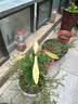 虹毅耐寒重瓣种球香水百合种球带芽浓香多年生室内外四季花卉盆栽开花 粉色 香水百合种球3个送一 11-12CM 实拍图