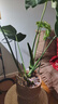花沃里花架植物爬藤架植物支撑杆阳台绿植防倒伏支撑架圆环型60CM5个装 实拍图