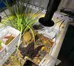 爬将军陶瓷加热灯陆龟蜥蜴爬虫箱陶瓷保温灯宠物刺猬饲养箱爬宠鹦鹉用品 大陶瓷25w 实拍图