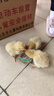 小鸡活宠物小鸡活苗家养观赏小黄鸡网红萌宠鸡活体幼崽迷你鸡幼苗 宠物小黄鸡1只 实拍图