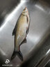 火玲珑4h28调钓鱼竿套装溪流鱼杆极细鲤鲫鱼竿长节短节手竿超轻硬台钓竿 3m 4h28调 长节鲫鱼竿 单杆 送杆稍 竿止 实拍图
