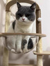 CHONLDERL猫爬架猫窝猫树一体大型太空舱通天柱猫架剑麻玩具猫抓板猫咪用品 【8层双太空舱】猫乐园ML-3 实拍图