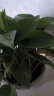 绿族（LVZU）长藤绿萝1盆水培吊兰室内外吸甲醛花卉桌面小盆栽绿植源头直发 晒单实拍图