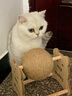 HELLOJOY逗猫咪玩具自嗨解闷猫抓板幼猫爪板小猫抓球耐抓不掉屑耐磨猫爬架 实拍图