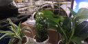 开时果 绿植盆栽桌面水培绿植 办公室客厅花卉植物懒人盆景水生水养植物 满天星+绿萝+吊兰 实拍图