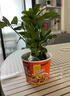 花行榜鸭脚木盆栽绿萝花卉八方来财七叶莲植物室内花水培多肉绿植发财树 中型招财树高约45cm+加仑盆 含盆 实拍图